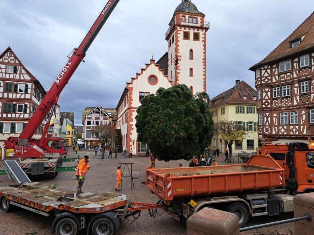 Alle Jahre wieder: Die Aufstellung des Weihnachtsbaums im letzten Jahr verlief reibungslos. ©Stadt Mosbach